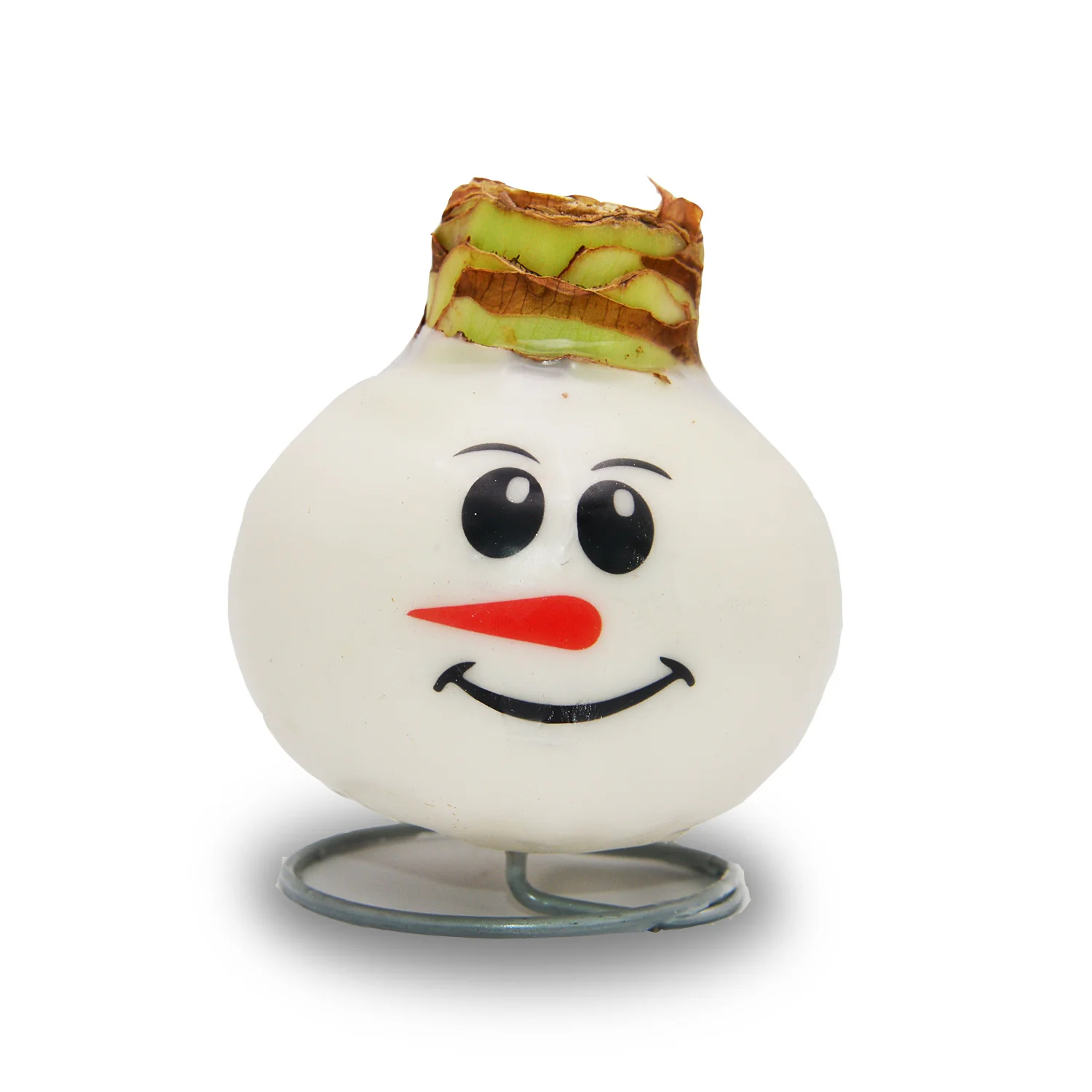 Waxed Amaryllis - Snowman Face - Red Bloom - Image 3