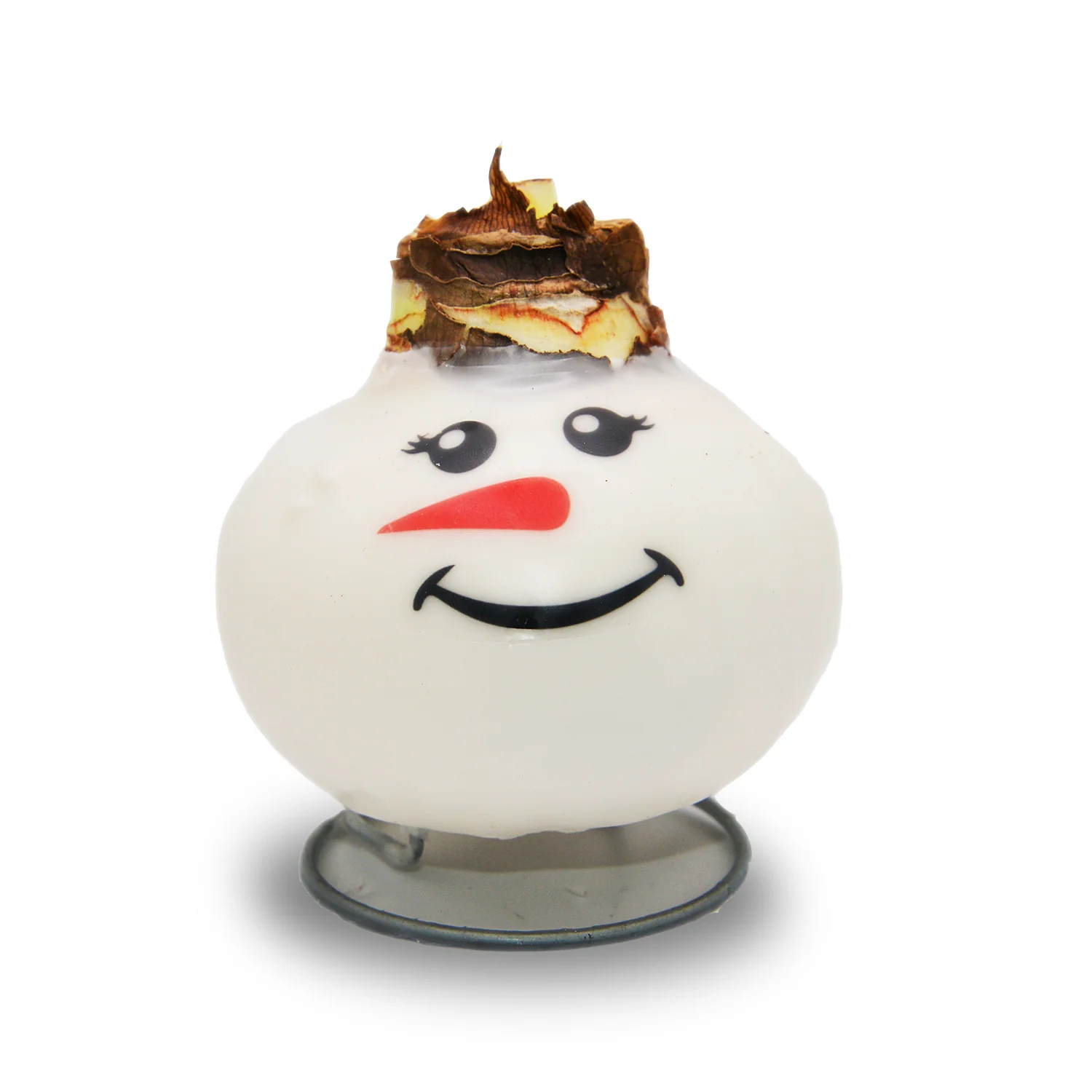 Waxed Amaryllis - Snowman Face - Red Bloom - Image 4