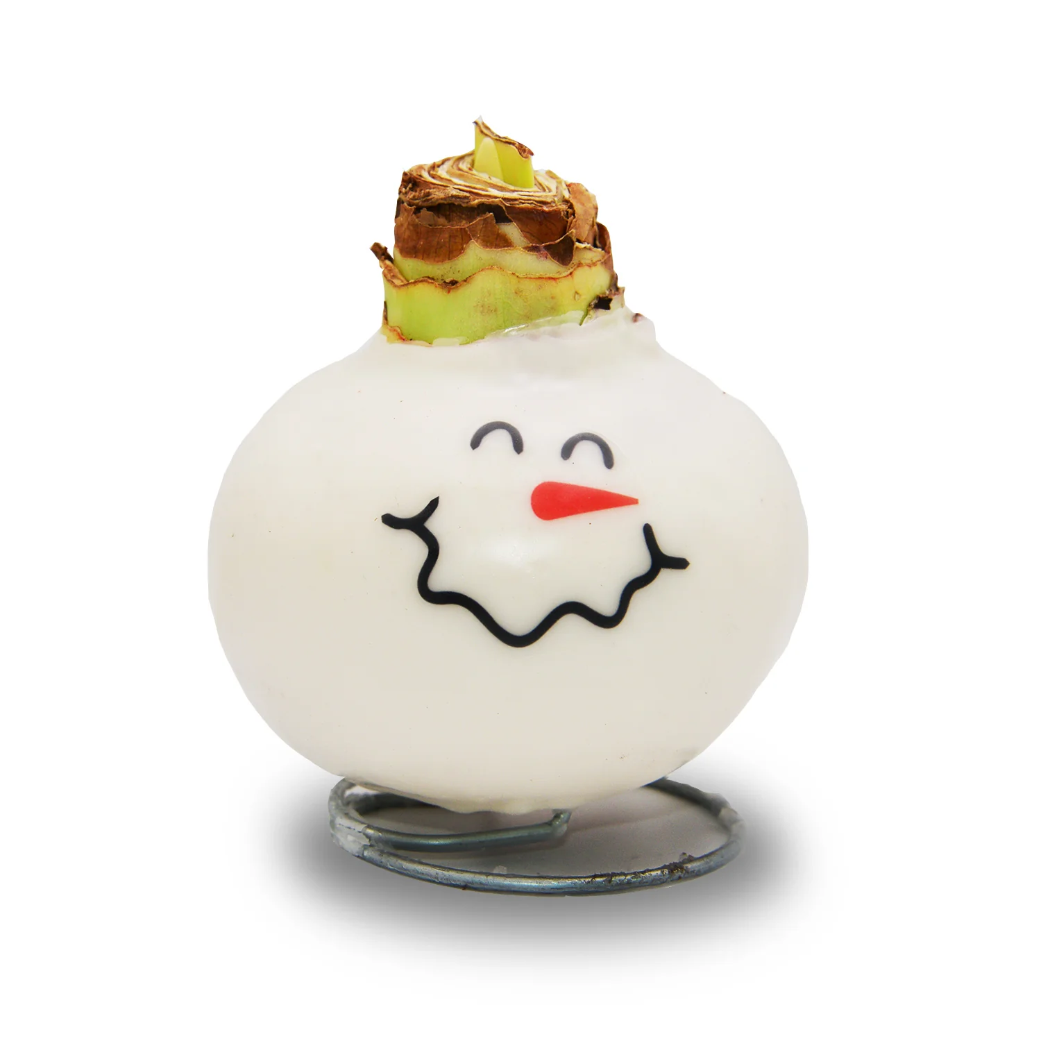Waxed Amaryllis - Snowman Face - Red Bloom - Image 5
