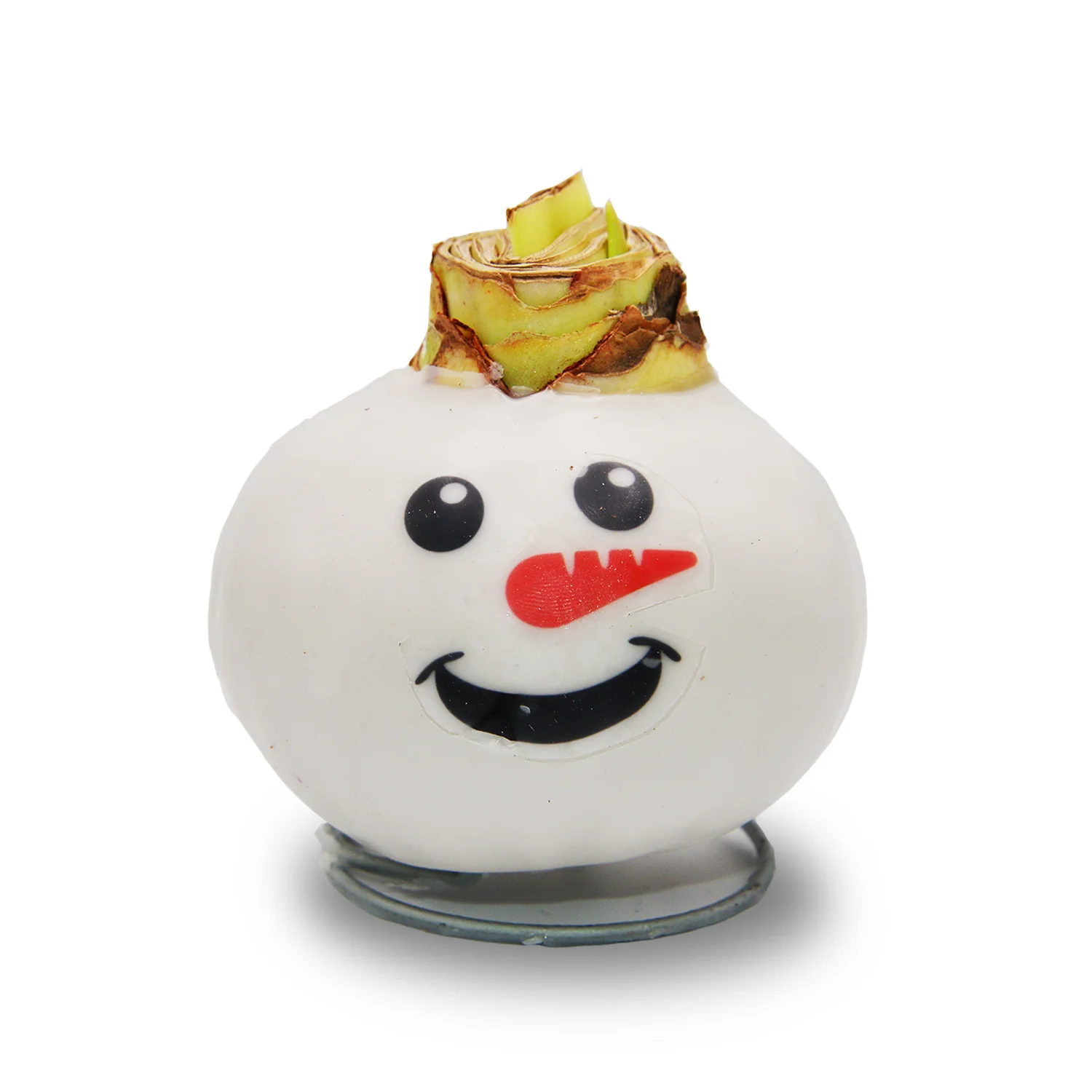 Waxed Amaryllis - Snowman Face - Red Bloom - Image 6