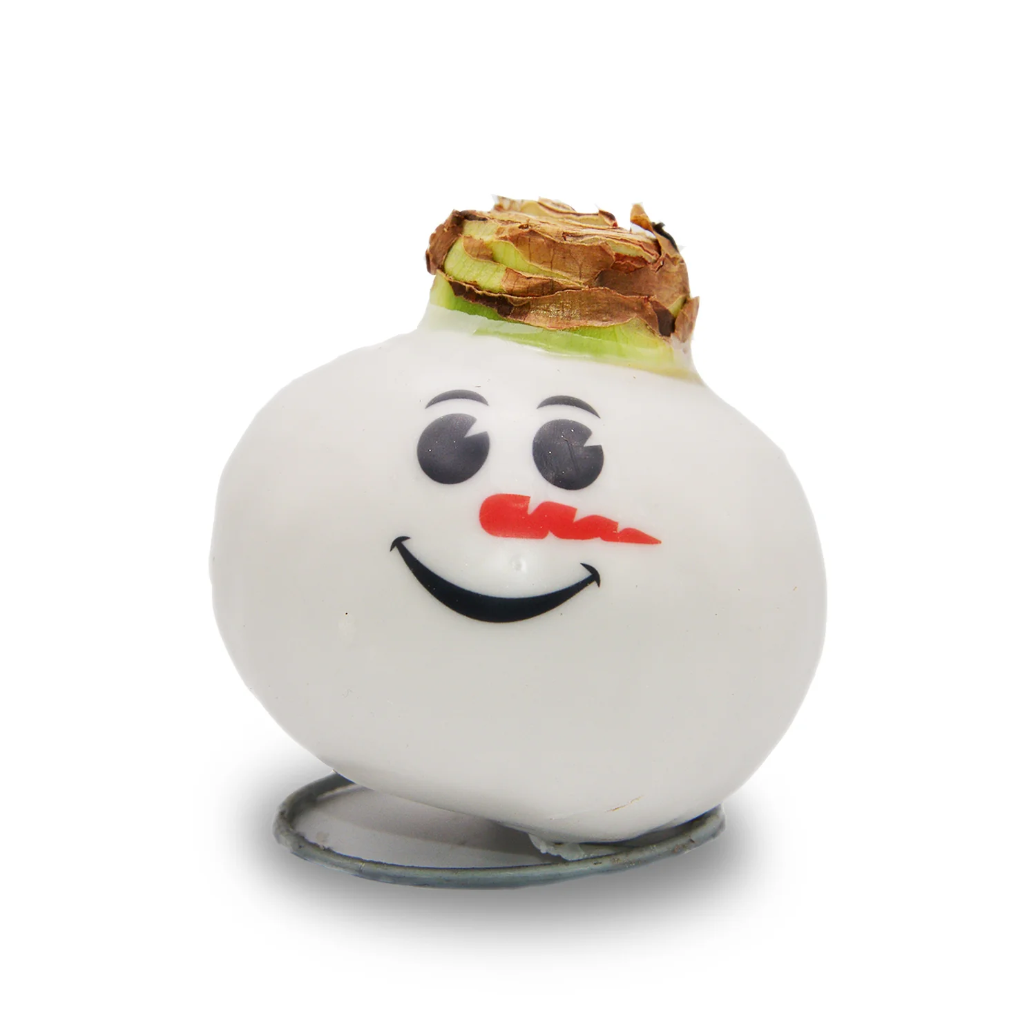 Waxed Amaryllis - Snowman Face - Red Bloom - Image 7