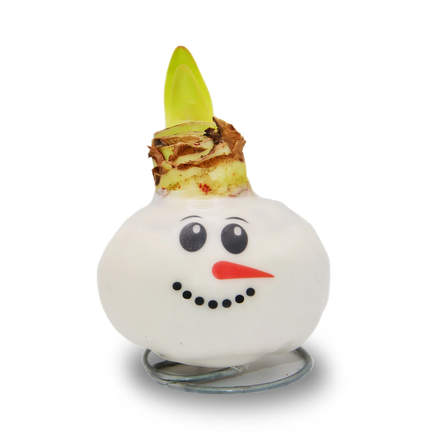 Waxed Amaryllis - Snowman Face - Red Bloom - Image 8