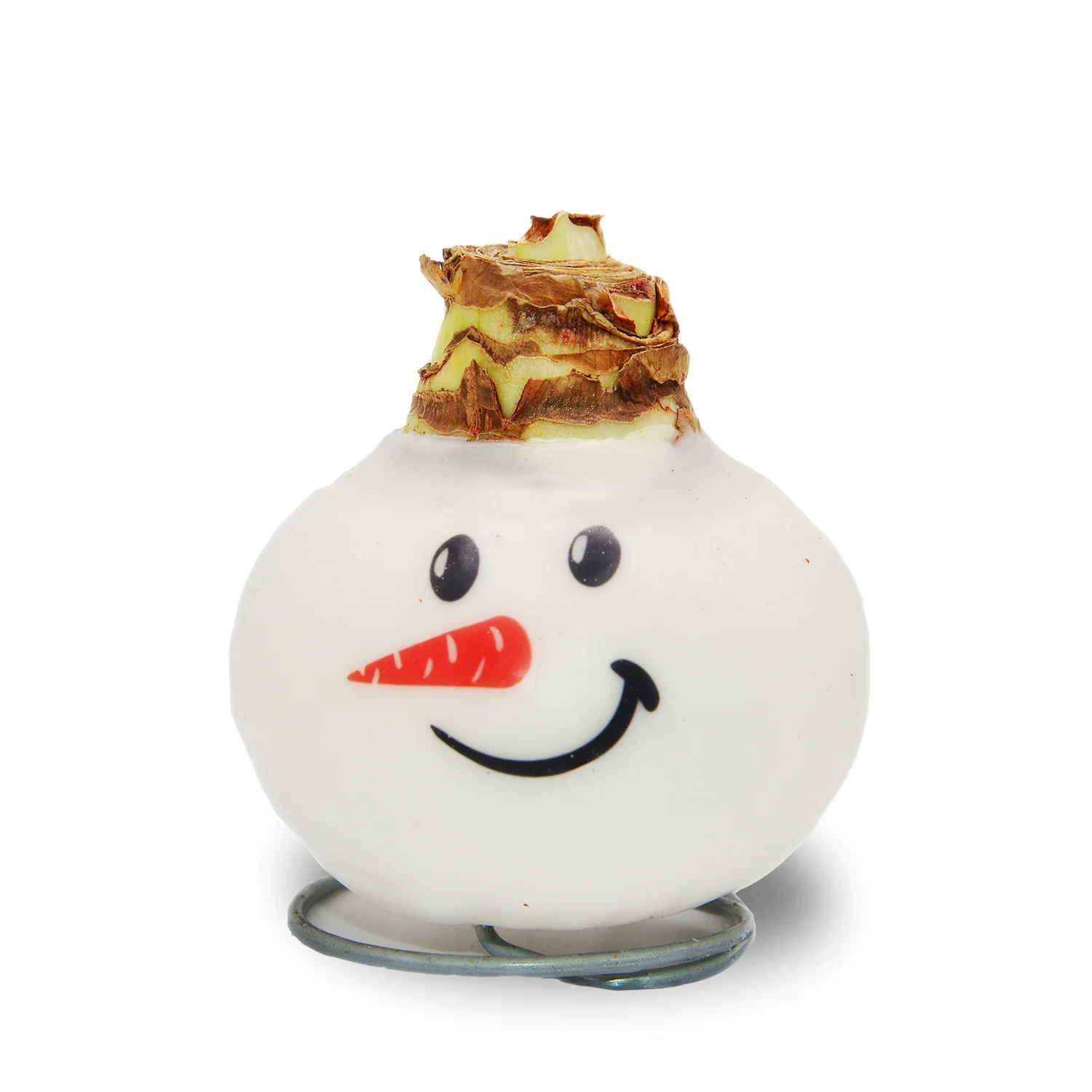 Waxed Amaryllis - Snowman Face - Red Bloom - Image 9