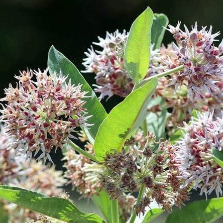 Asclepias Showy Milkweed - West Coast Seeds - Image 3