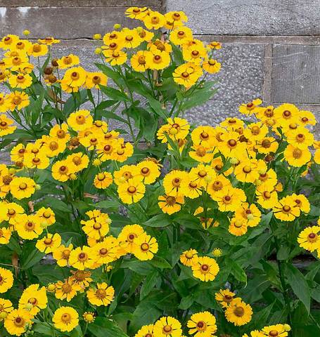 Helenium Autumn Sneezeweed - West Coast Seeds - Image 2