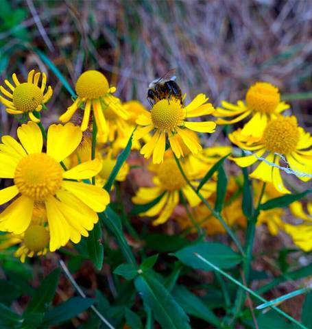 Helenium Autumn Sneezeweed - West Coast Seeds - Image 3