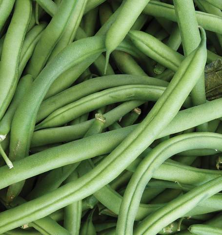 Bean Ferrari Bush - West Coast Seeds - Image 2