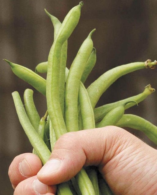 Bean Fortex Filet Pole -West Coast Seeds - Image 2