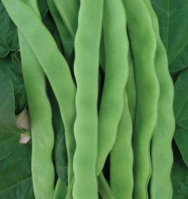 Bean Hilda Romano Pole - West Coast Seeds - Image 2