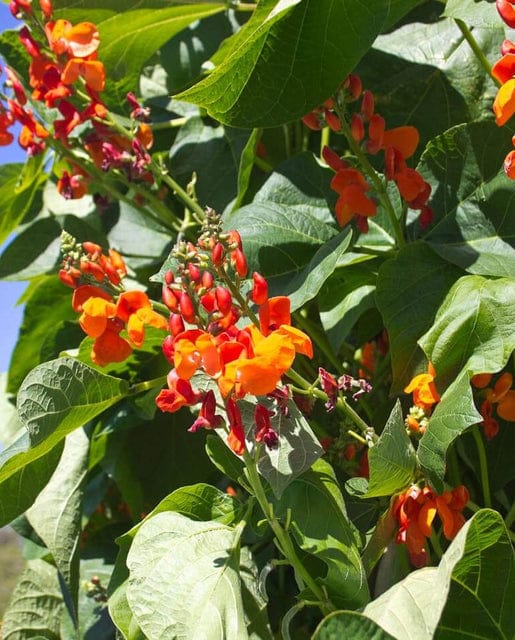 Bean Scarlet Emperor - West Coast Seeds - Image 2