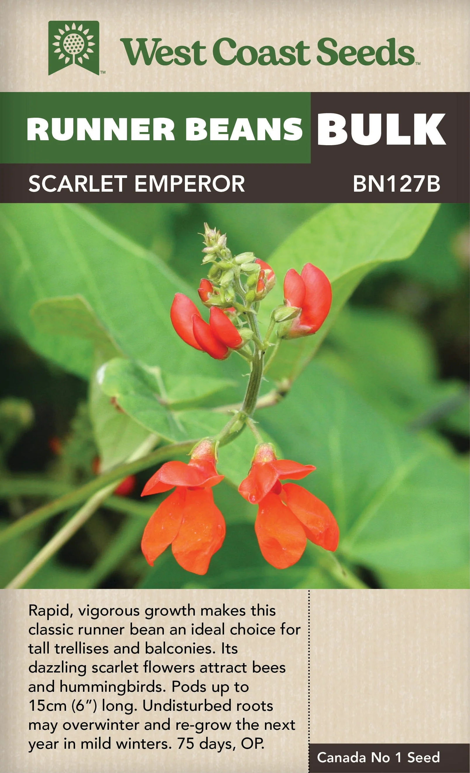 BULK Bean Scarlet Emperor - West Coast Seeds