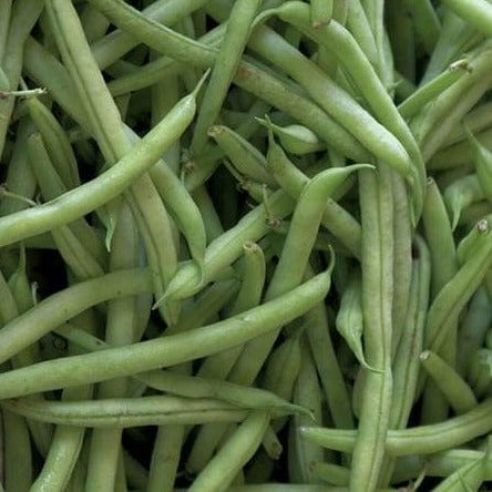 BULK Bean Kentucky Blue Pole - West Coast Seeds - Image 2