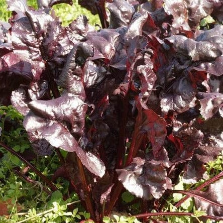 Beet Bull's Blood - West Coast Seeds - Image 3