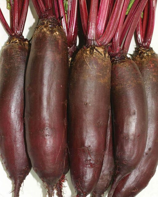 Beet Taunus - West Coast Seeds - Image 3