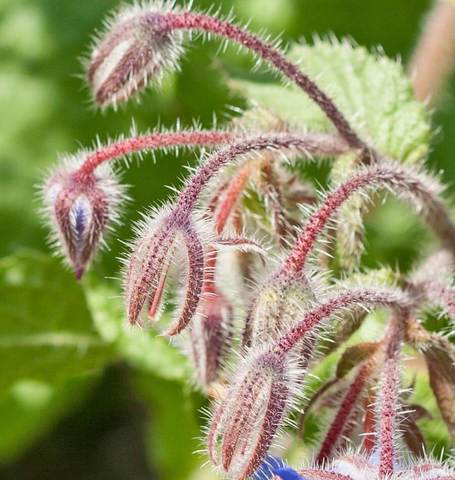 Borage - West Coast Seeds - Image 2