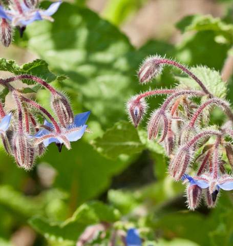 Borage - West Coast Seeds - Image 3