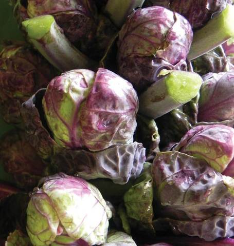 Brussels Sprouts Red Ball - West Coast Seeds - Image 2