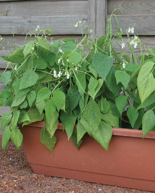 Bean Mascotte Bush - West Coast Seeds - Image 2