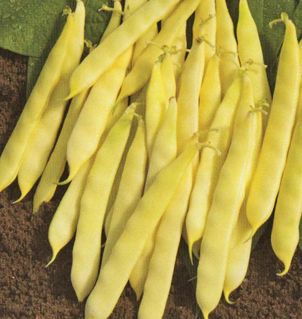 Bean Serpedor Wax Romano Bush - West Coast Seeds - Image 2