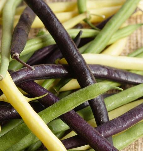 Bean Tricolour Bush Blend - West Coast Seeds - Image 2