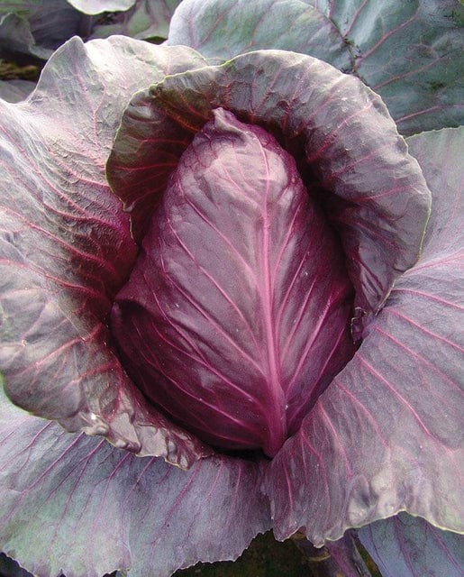 Cabbage Kalibos - West Coast Seeds - Image 2