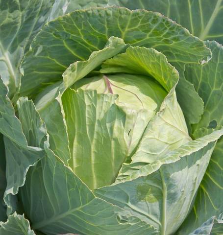 Cabbage Copenhagen Market - West Coast Seeds - Image 3