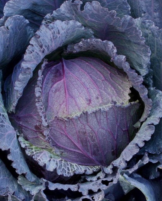 Organic Cabbage Deadon - West Coast Seeds - Image 2