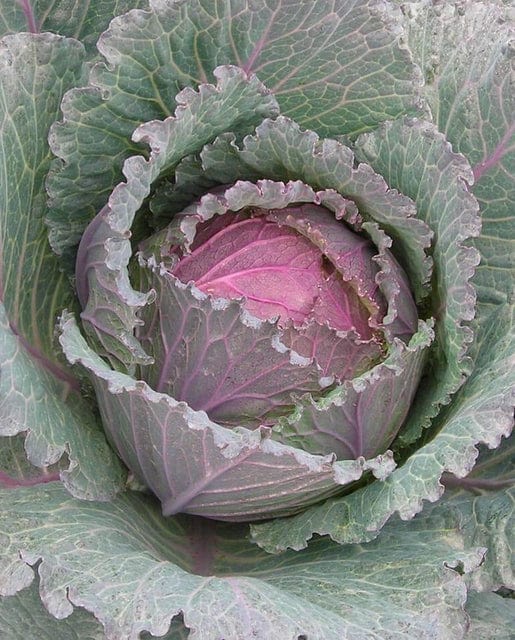 Organic Cabbage Deadon - West Coast Seeds - Image 3