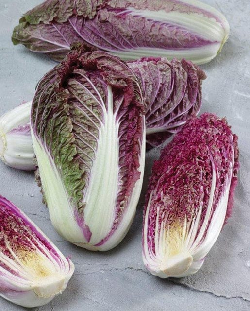 Cabbage Red Scarvita - West Coast Seeds - Image 2