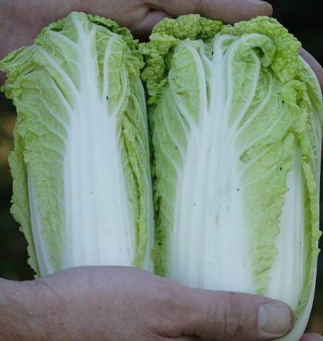 Cabbage Wa Wa Sai - West Coast Seeds - Image 2