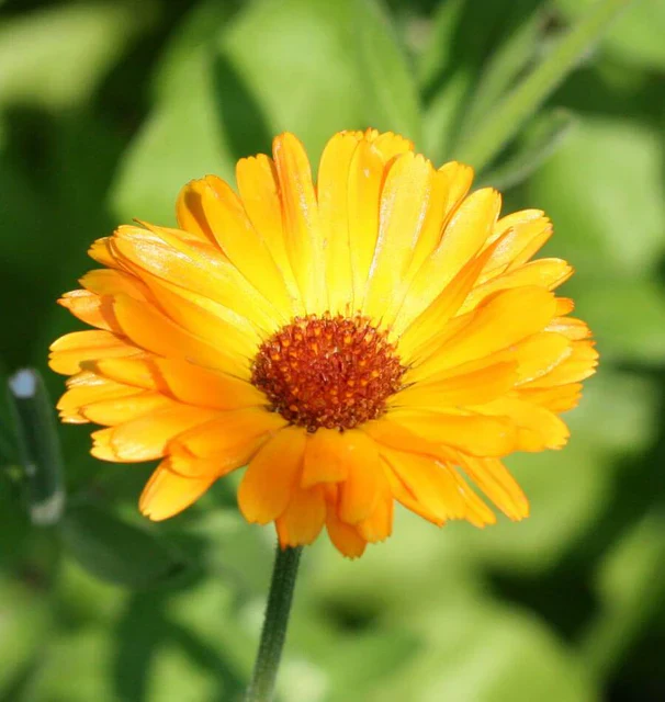 Calendula Single Orange - West Coast Seeds - Image 2