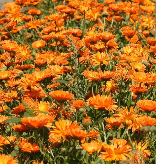 Calendula Single Orange - West Coast Seeds - Image 3