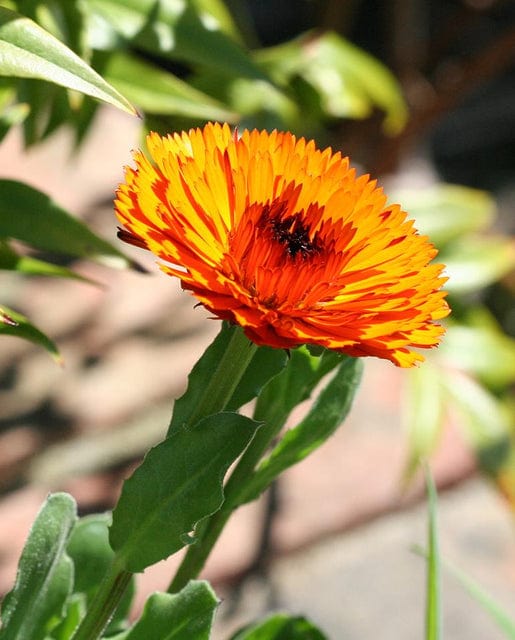 Calendula Indian Prince - West Coast Seeds - Image 2