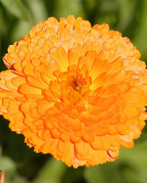 Calendula Indian Prince - West Coast Seeds - Image 3