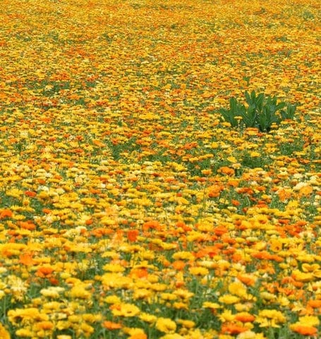 Organic Calendula Pacific Beauty Mix - West Coast Seeds - Image 2