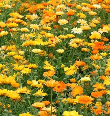 Organic Calendula Pacific Beauty Mix - West Coast Seeds - Image 3
