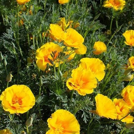 California Poppy Yukon Gold - West Coast Seeds - Image 2