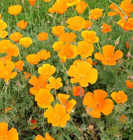 California Poppy Orange - West Coast Seeds - Image 2