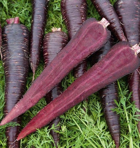 Carrot Deep Purple - West Coast Seeds - Image 2