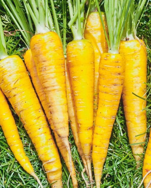 Organic Carrot Yellowstone - West Coast Seeds - Image 2