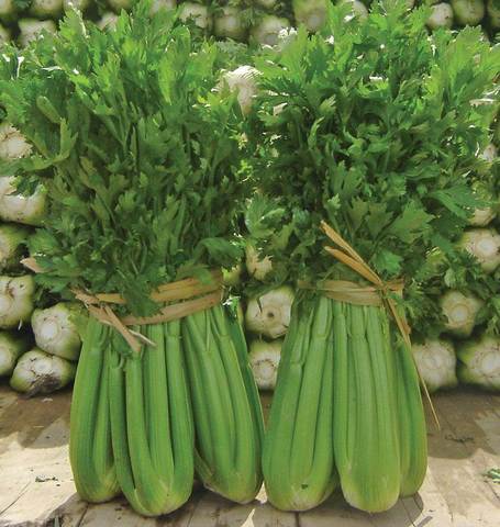 Organic Celery Tango - West Coast Seeds - Image 2