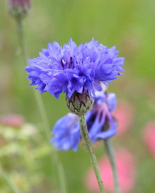 Cornflower Blue Boy - West Coast Seeds - Image 2
