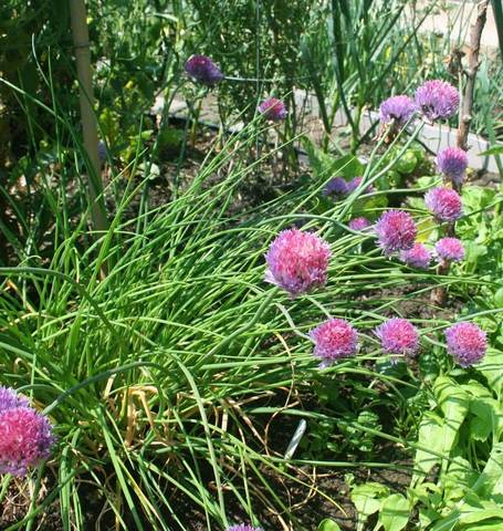 Chives - West Coast Seeds - Image 2