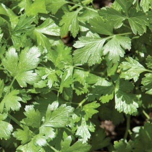 Organic Cilantro Santo - West Coast Seeds - Image 2