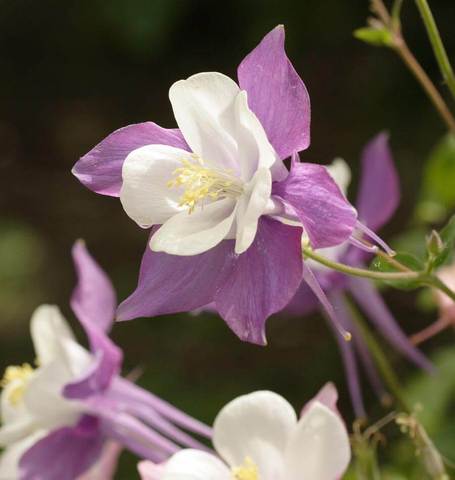 Columbine McKana Giant Mix - West Coast Seeds - Image 3