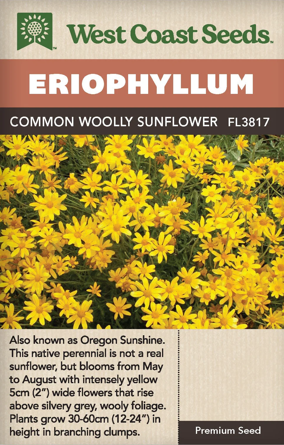 Eriophyllum Common Woolly Sunflower - West Coast Seeds