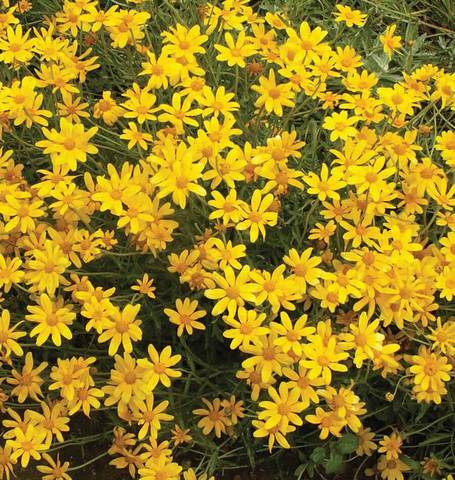 Eriophyllum Common Woolly Sunflower - West Coast Seeds - Image 2