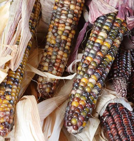 Corn Calico Popcorn - West Coast Seeds - Image 2