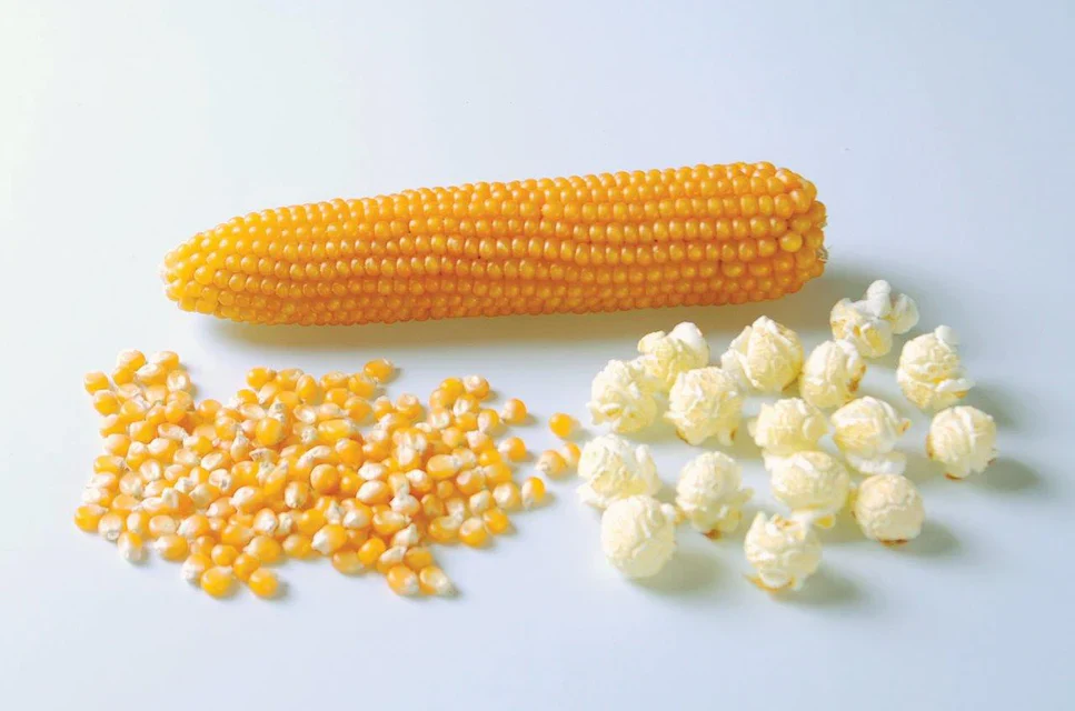 Corn Caramel Crisp - West Coast Seeds - Image 2