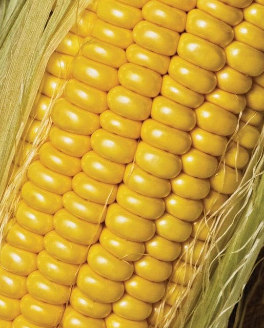 Corn Golden Jubilee - West Coast Seeds - Image 3
